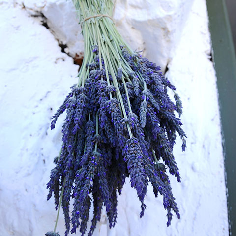 Αλισιδερή στούντιο στον Καραβοστάση