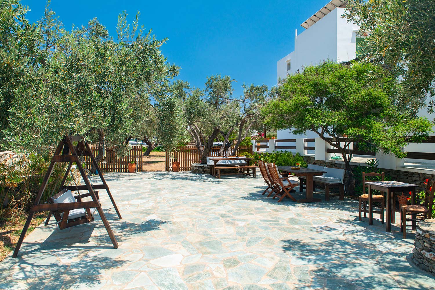 Ελαιόδεντρα στον κήπο του Madilides στη Σίφνο